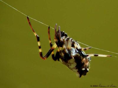 Orb Weaver - 2004