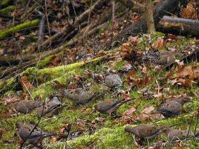 Dove Invasion-Buzzed, 12/11