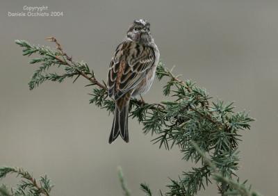 Pine Bunting (Emberiza leucocephalos)