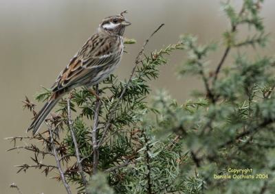 Pine Bunting (Emberiza leucocephalos)