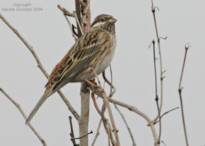 Pine Bunting (Emberiza leucocephalos)