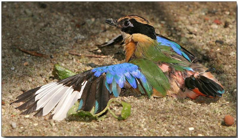 Blue-winged Pitta - more sun