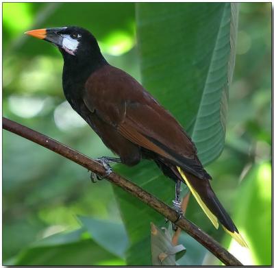 Montezuma Oropendola