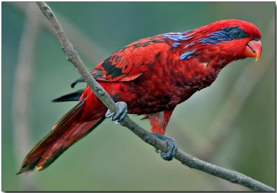 Blue-streaked Lory