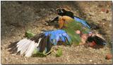 Blue-winged Pitta - more sun