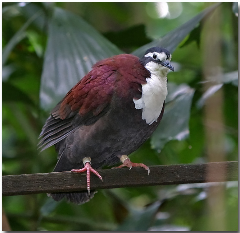 White-bibbed Ground Dove