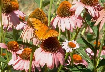 gulf_fritillary.JPG