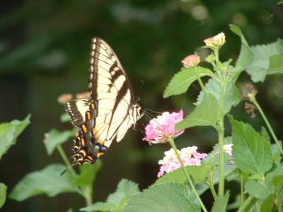 tiger_swallowtail6.JPG