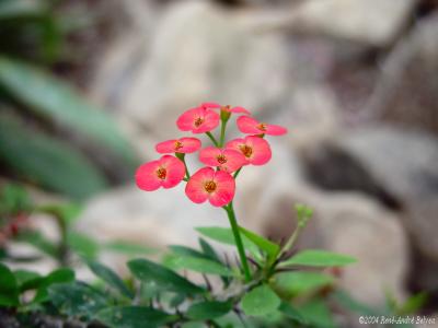 Little Red Flowers, Tiger Mountain