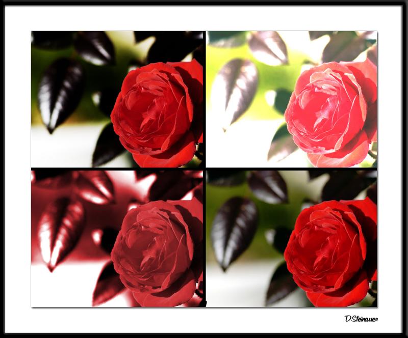 12/13/04 - Rose (times 4)