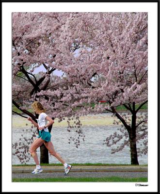 u8/dsteinauer/medium/37546367.CherryBlossom10Mile442004231a2awF.jpg