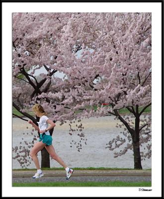 Cherry Blossom 10 Mile 4-4-2004 231a5awF.jpg