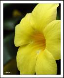 Yellow Flower (?)