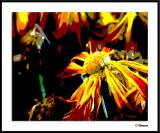 12/11/04 - Fading Glory