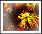 12/11/04 - Fading Glory