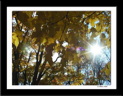 leaves.jpg