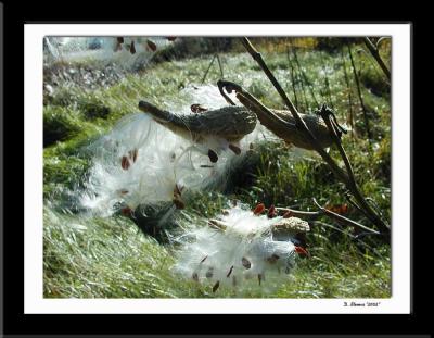 milkweed.jpg