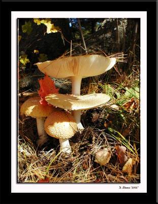 mushroom.jpg