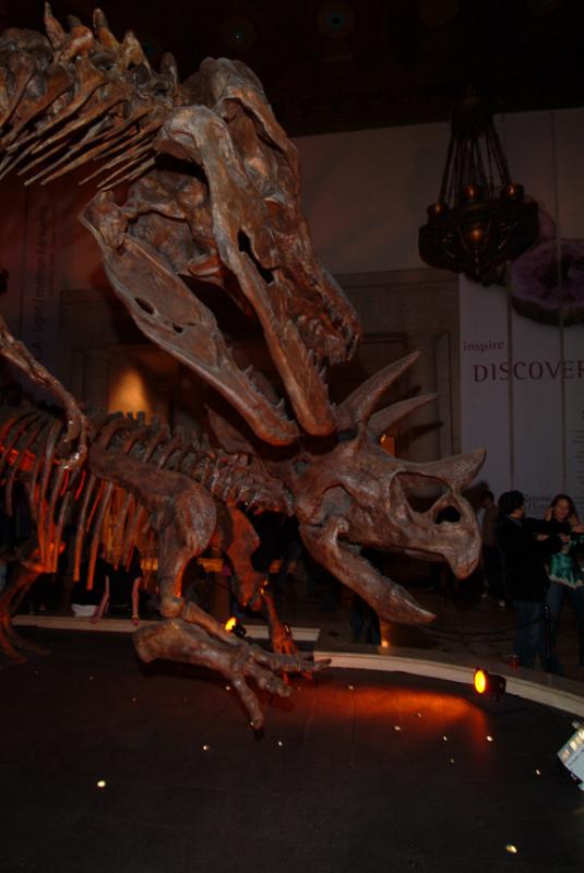 T-REX + TRICERATOPS-3.jpg photo - marc goldstein photos at pbase.com
