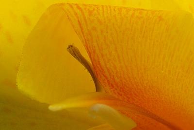 8/23/04 - Inside a Cana Lily