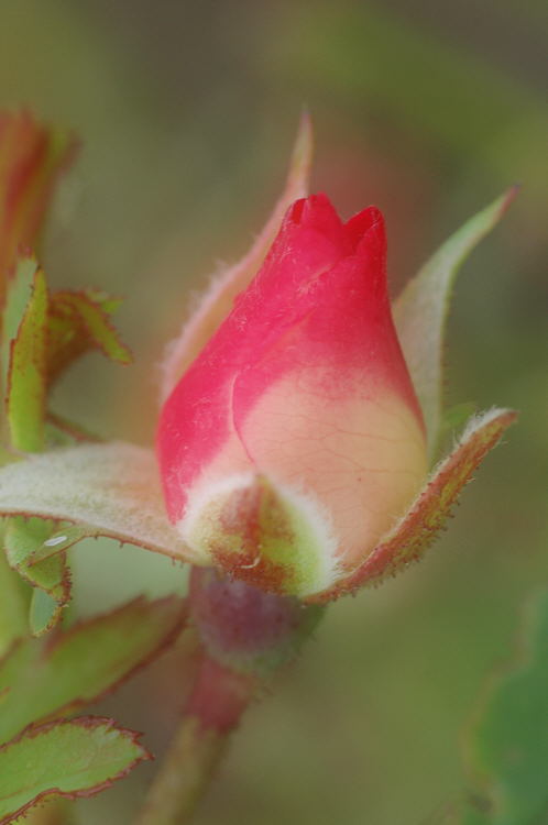 8/19/04 - Painterly Rosebud