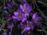 Crocus