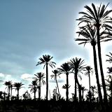Palmeraie