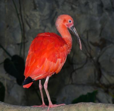 Scarlet Ibis