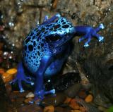 Blue Frog