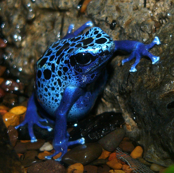 Blue Frog
