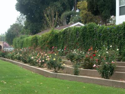 Hart Park Roses