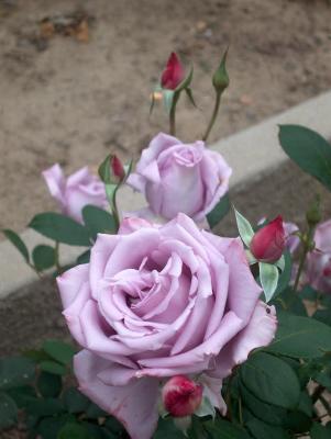 Hart Park Mystery Rose #28