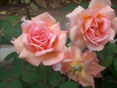 Hart Park Mystery Rose #53