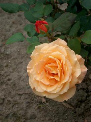 Hart Park Mystery Rose #208