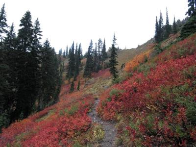 Trail up Knox Creek Basin