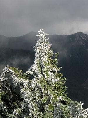 Clouds and Bright Snowy Tree