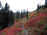 Trail up Knox Creek Basin
