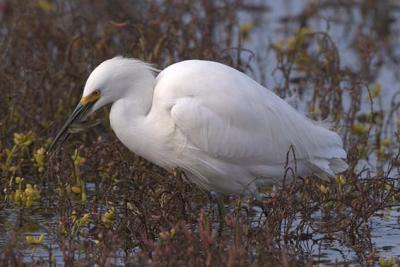 Snow Egret with Fish