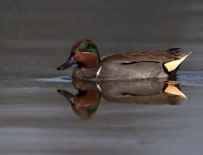 Yellow-winged Teal