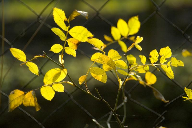 late leaves