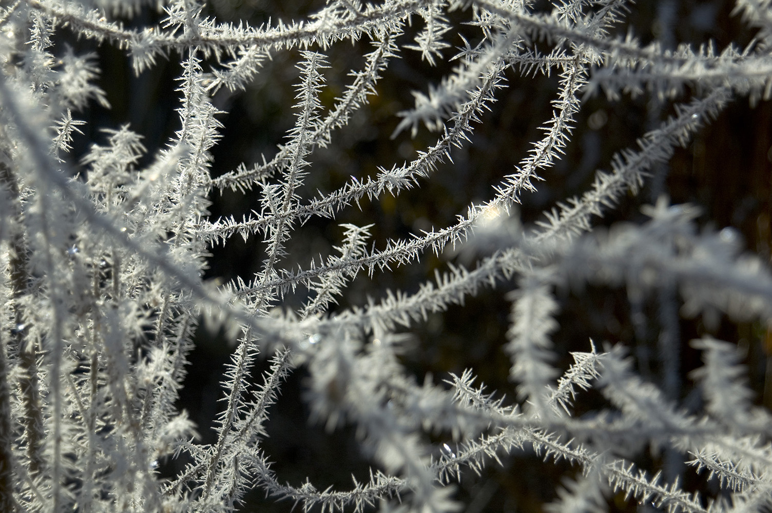 Frost.jpg
