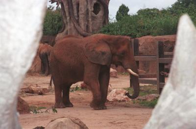Zoos and Fort Wayne Gallery