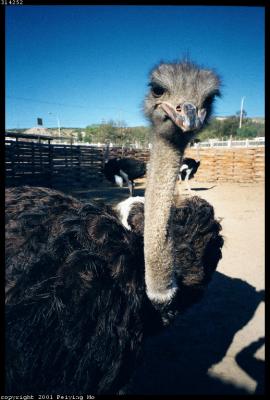 Ostrich Greeting