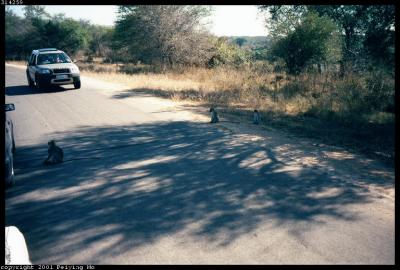Vervet Monkeys - Road Crossing