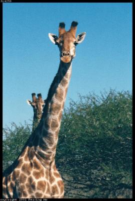 Giraffes Greeting