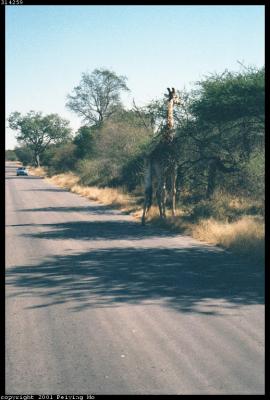 Giraffe Crossing The Road