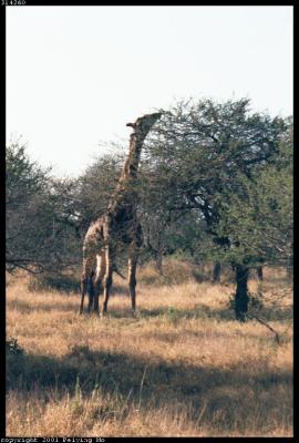 Adult Male Giraffe