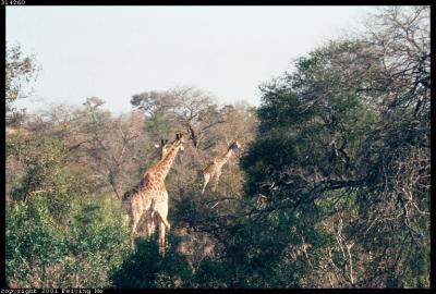 Giraffes Strolling