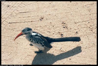 Redbilled Hornbill