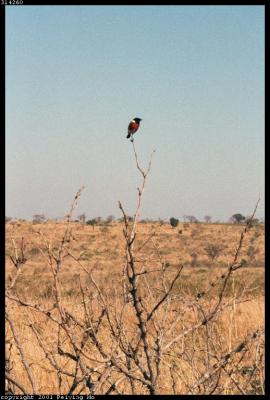 Stone Chat